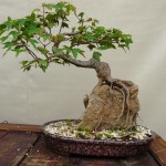 Displasia coxofemoral na Flora