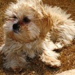 Mjadra – Lentilha, cebola e arroz